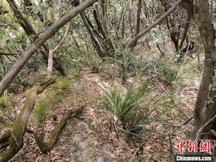 秦岭国家植物园发现中国最北端野生蕙兰种群
