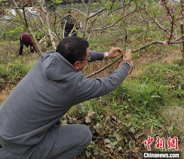 圖為鮑科給認(rèn)養(yǎng)的桃樹掛牌子。受訪者提供