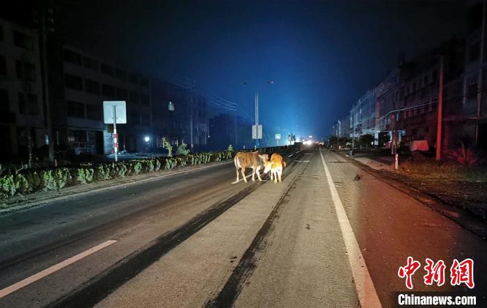 三头牛跑到漆黑的省道 仙居公安供图