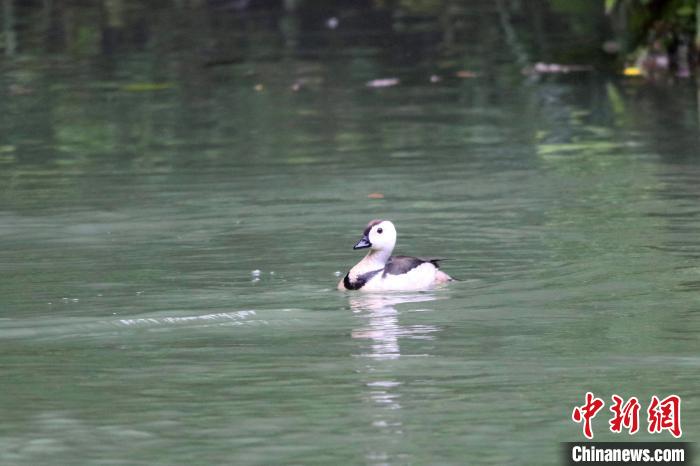 湖北五峰后河自然保护区首次发现珍稀鸟类棉凫