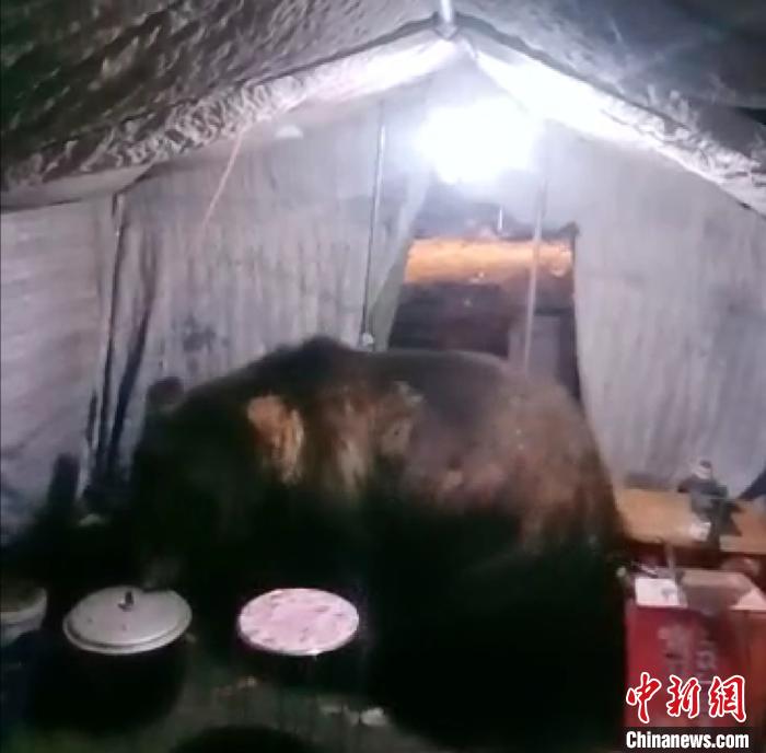 新疆巴州野外研究人员用手机记录“顽皮”棕熊闯进帐篷带走高压锅（图）