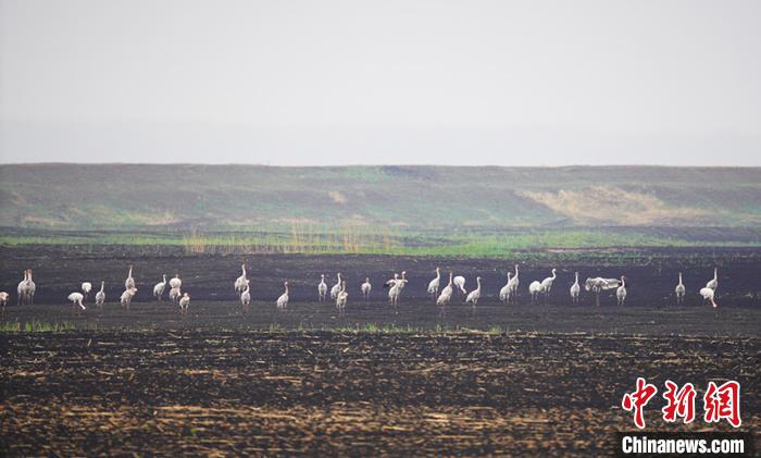 镇赉县退耕还湿给白鹤创造了理想的停歇地。右五张开翅膀白鹤为R79。　潘晟昱 摄