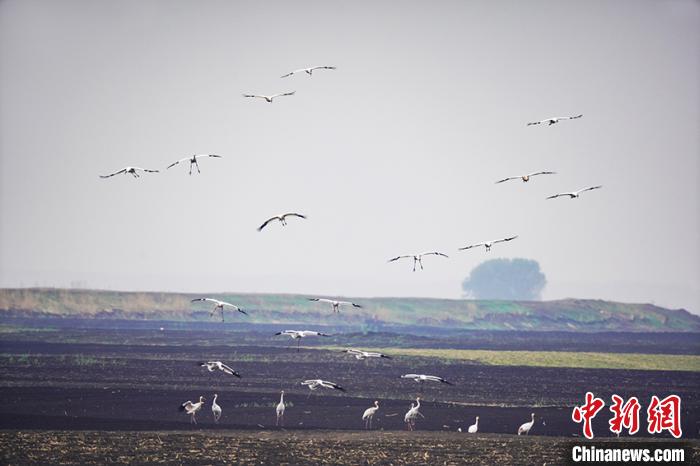 白鹤降落在洮儿河滩地觅食。地面右四白鹤为R79。　潘晟昱 摄