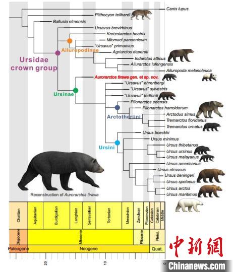 提拉瓦曙熊的系统发育位置。(江左其杲 供图)