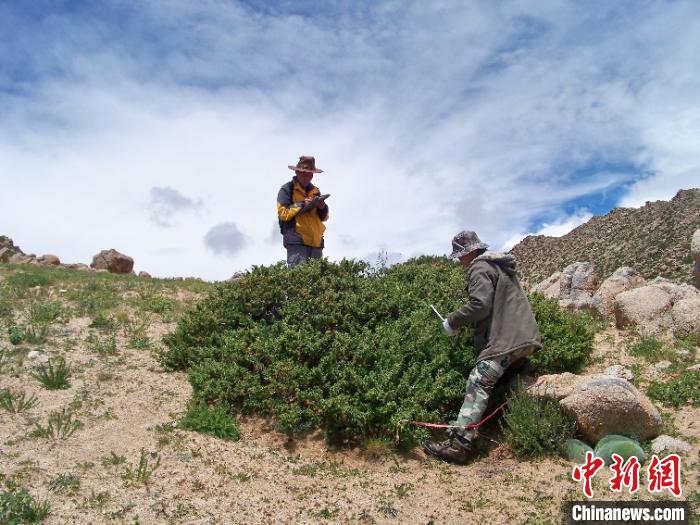 跨越537年中国迄今最长灌木年轮宽度年表在青藏高原建立